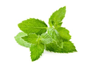 fresh spearmint picture white background