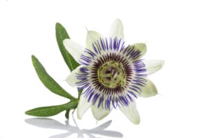 passion flower white background