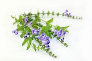 skullcap dried herbs isolated