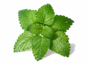 Lemon balm (Melissa officinalis) leaves with few droplets. Clipping paths for both leaves and shadow, large depth of field