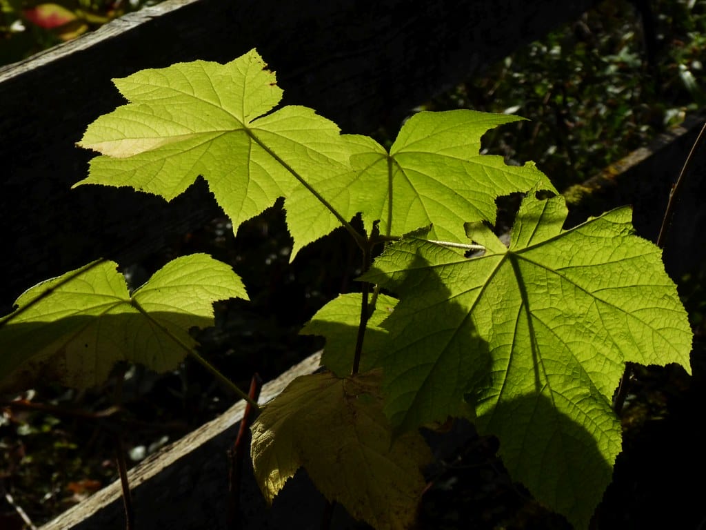 Les feuilles de framboisier rouge sont une herbe à fumer neutre qui constitue une bonne base pour un mélange d'herbes.